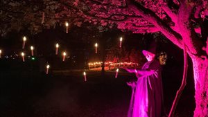 De Betoverde Bomentuin