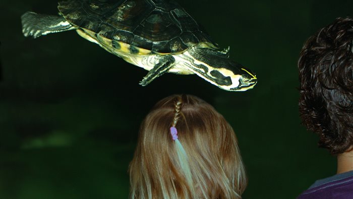 Schildpaddencentrum in Alphen aan den Rijn, Zuid-Holland