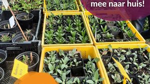 Plantjesdag XL editie