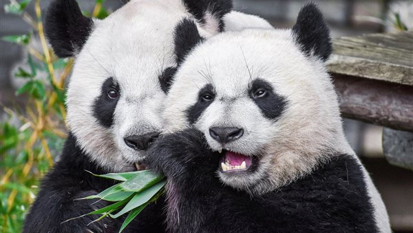 Geschiedenis schrijven