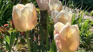 Zeeuwse Bloembollenroute