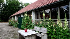Stokrozen-Hortensia-Hemerocallis Dagen