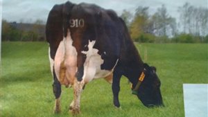 Open camping dag 	De Geele Bosch