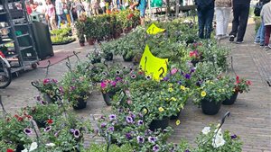 Bloemenjaarmarkt Groningen