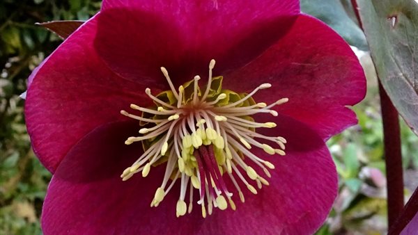 Helleborusdagen in de Noordoostpolder