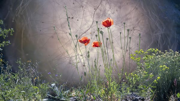 Sense of the Hidden