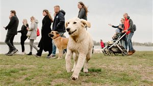 The Big Walk