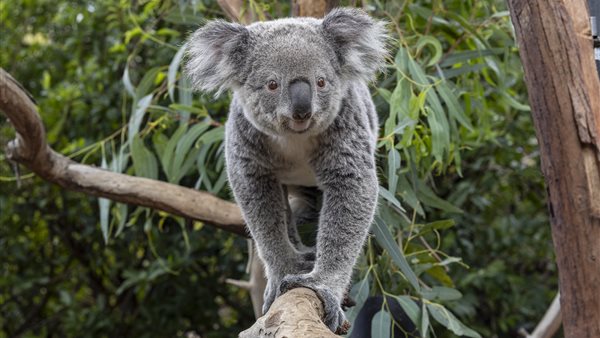 Drie nieuwe inwoners