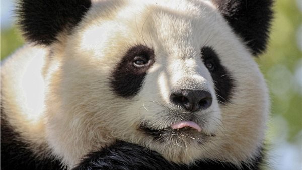 Kom de koala's en panda's bekijken