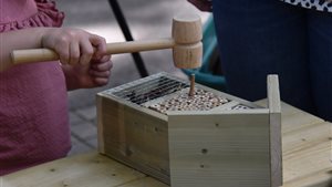 Inzoemen op insecten