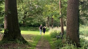 Over bomen en beheer