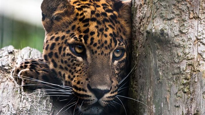 BestZOO in Best, Noord-Brabant