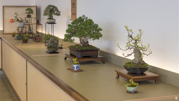 Lodder Bonsai Open Huis
