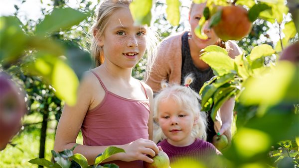 Pluk je eigen fruit  in de boomgaard