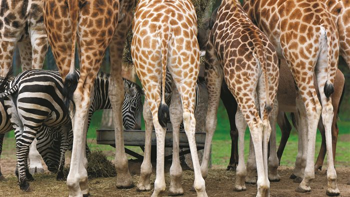 Burgers' Zoo in Arnhem, Gelderland
