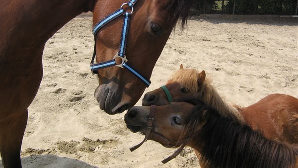 Paardenspiegelen