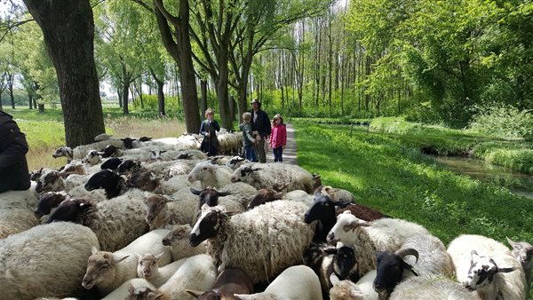 Op stap met de Schaapskudde