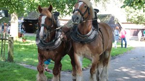 Dag van het paard in Orvelte