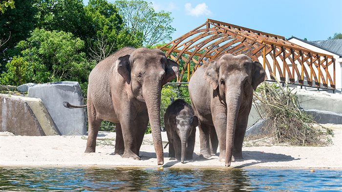 Artis in Amsterdam, Noord-Holland