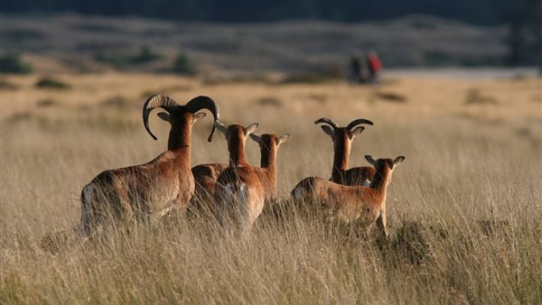 Het Nationale Park De Hoge Veluwe