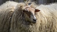 Schapen scheren