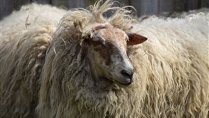 Schapen scheren