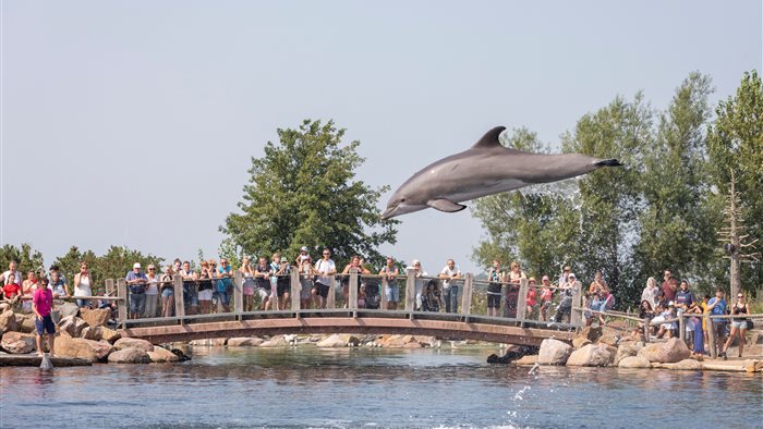 Dolfinarium in Harderwijk, Gelderland