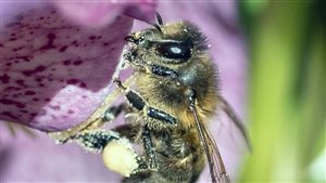 Landelijke Open Imkerijdagen