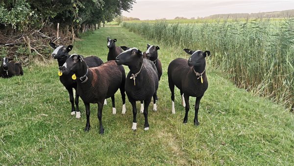 Open Monumentenweekend Dekema State