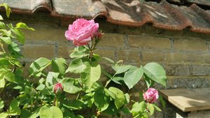 Dag van het kasteel - Dekema State