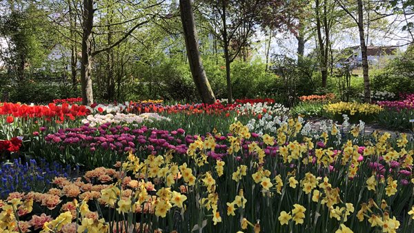 Voorjaarsbloeiers in Poldertuin Anna Paulowna