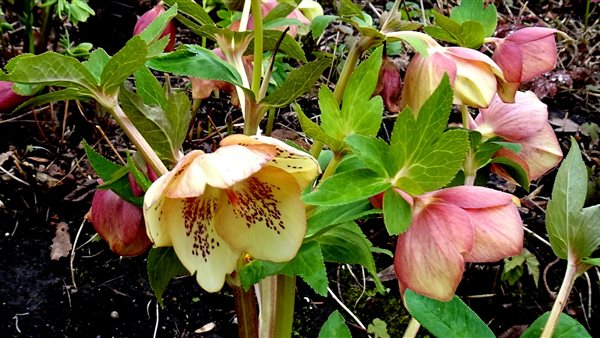 Helleborusdagen in de Noordoostpolder