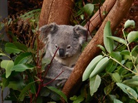 Koala's nu te bewonderen in 