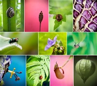 Workshop macrofotografie met je smartphone