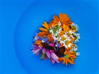 Kruidenworkshop Pendelen en orakelen met kruiden